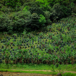 Load image into Gallery viewer, Escobar Honduras Capucas | Kjut Butik