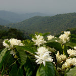 Load image into Gallery viewer, Escobar Brazil Pico Mirante