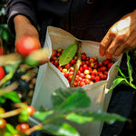 Load image into Gallery viewer, Escobar Honduras Capucas | Kjut Butik